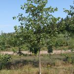 Must lepp (Alnus glutinosa) – kiirekasvuline lehtpuu märgadele aladele, iseloomulike käbilaadsete viljadega