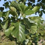 Must lepp (Alnus glutinosa) – kiirekasvuline lehtpuu märgadele aladele, iseloomulike käbilaadsete viljadega