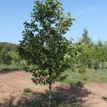 Must lepp (Alnus glutinosa) – kiirekasvuline lehtpuu märgadele aladele, iseloomulike käbilaadsete viljadega