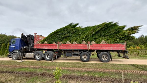 Hariliku elupuu (Thuja occidentalis) istikud Ignase puukoolist välja sõitmas