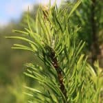 Hall mänd (Pinus banksiana) – vähenõudlik okaspuu, millel on lühikesed okkad ja hallikasroheline värv