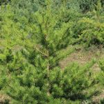 Hall mänd (Pinus banksiana) – vähenõudlik okaspuu, millel on lühikesed okkad ja hallikasroheline värv