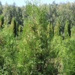 Harilik elupuu (Thuja occidentalis) – igihaljas puu, millel on tihe, koonusjas võra ja rohelised okkad
