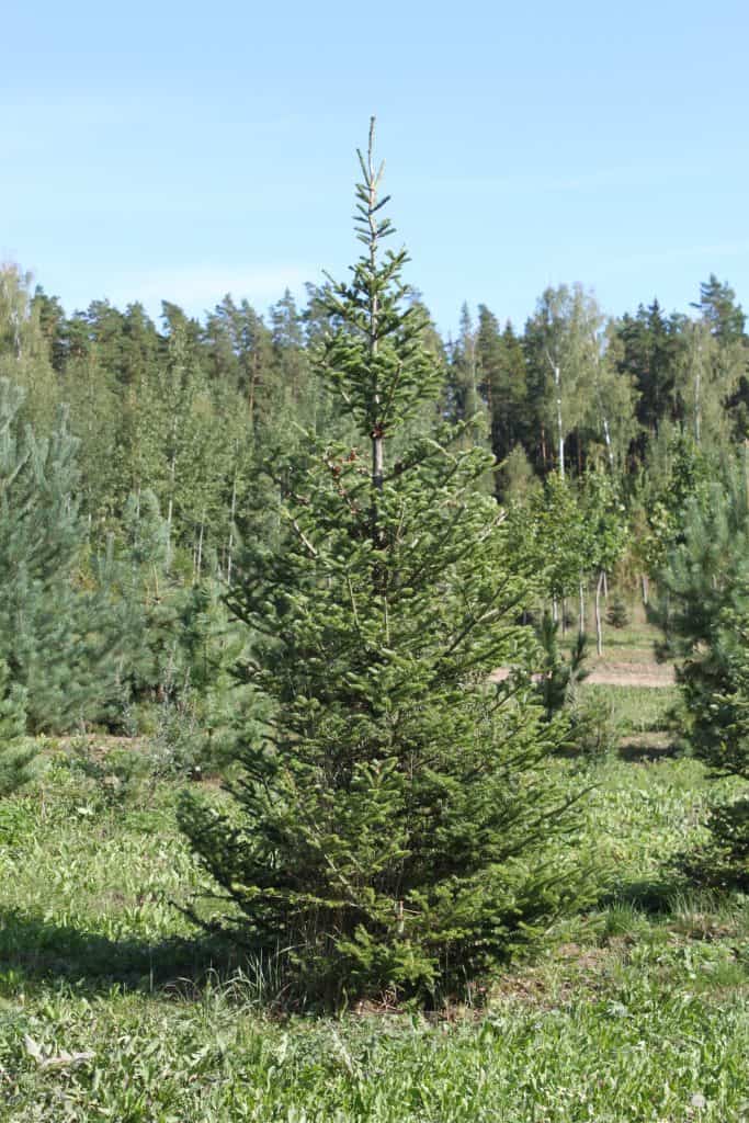 Jaapani nulg (Abies veitchii) – kaunis ja kompaktne okaspuu, millel on pehmed ja heledad okkad