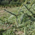 Must kuusk (Picea mariana) – tihe ja igihaljas puu, millel on tumerohelised okkad ja koonusjas kasvuvorm
