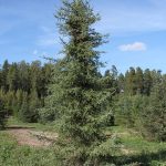 Must kuusk (Picea mariana) – tihe ja igihaljas puu, millel on tumerohelised okkad ja koonusjas kasvuvorm
