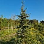 Must kuusk (Picea mariana) – tihe ja igihaljas puu, millel on tumerohelised okkad ja koonusjas kasvuvorm