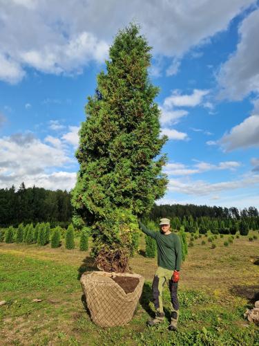 Välja kaevatud 5-meetrine elupuu