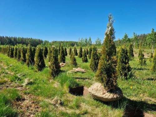 Harilik elupuu “Smaragd”