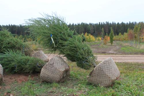 Välja kaevatud 4-meetrised lehised