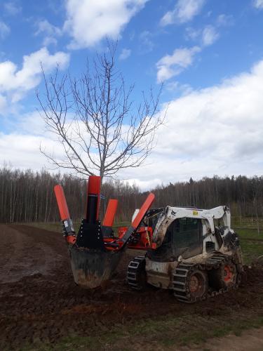 5 meetri kõrguse hariliku tamme kaevamine