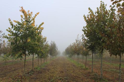 Suurelehised pärnad