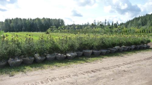 1-meetrised harilikud kuused